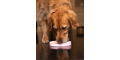 Trot Pets cashback